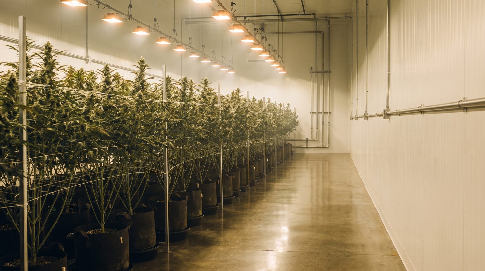 Flowering room with trellised cannabis plants in rows under warm grow lights