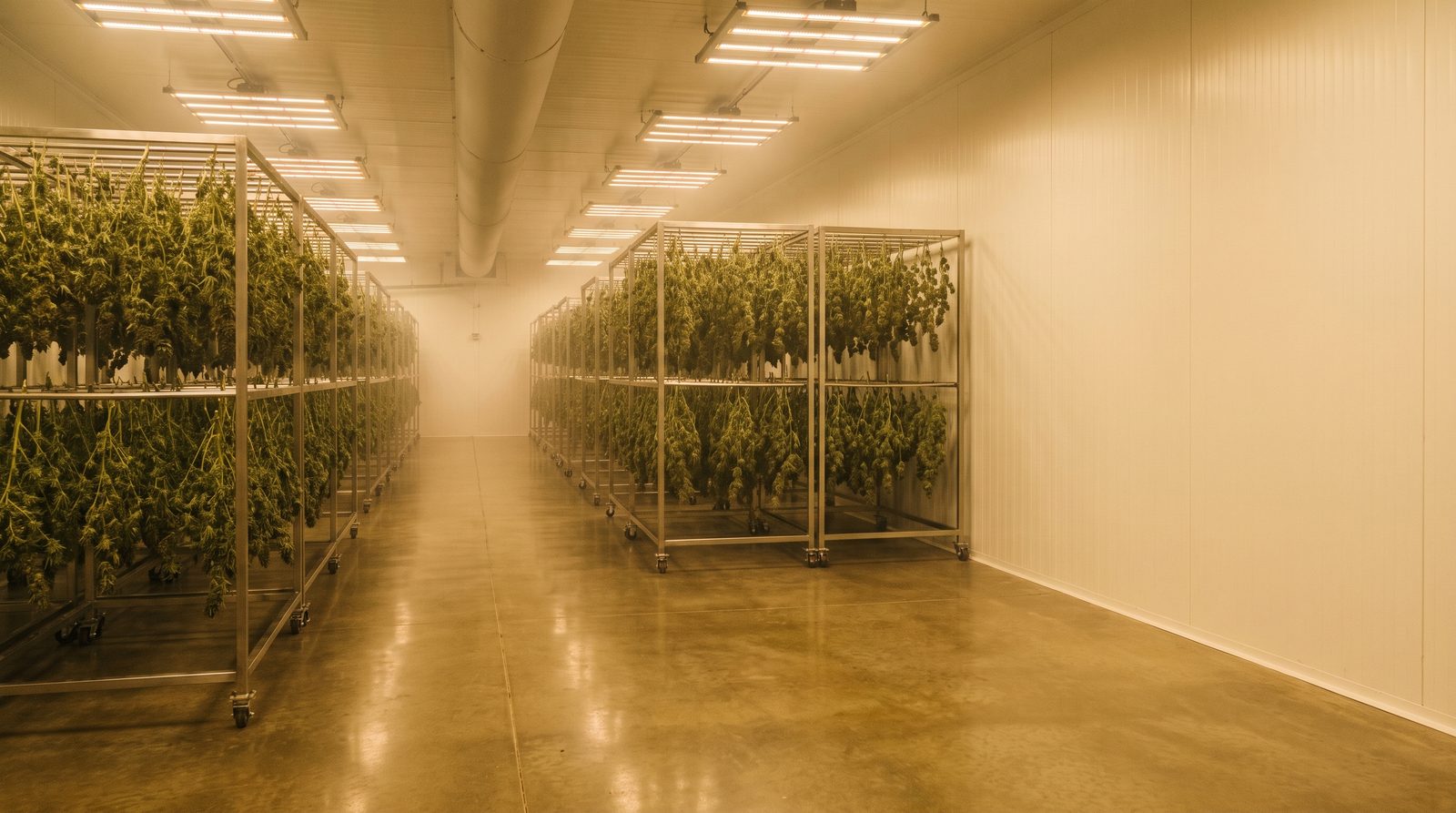 Harvested cannabis hang-drying on stainless racks in a climate-controlled dry room